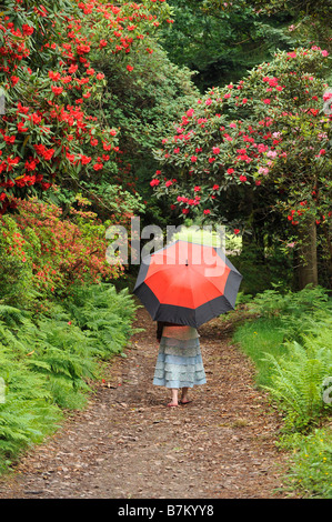 Ein Mädchen geht durch die Rhododendren in den Gärten des Muncaster Castle Stockfoto