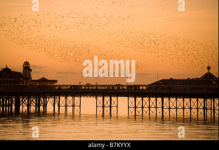 Stare fliegen über Brighton Pier bei Sonnenuntergang, Sussex, UK Stockfoto