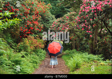 Ein Mädchen geht durch die Rhododendren in den Gärten des Muncaster Castle Stockfoto