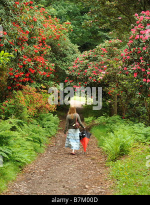 Ein Mädchen geht durch die Rhododendren in den Gärten des Muncaster Castle Stockfoto