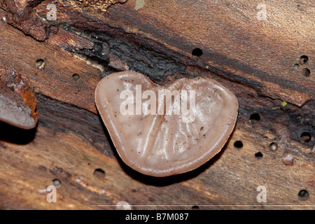 Gelee-Ohr Pilze Auricularia Auricula-judae Stockfoto