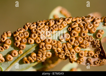 Eiche Seide Taste Spangle Galls Heimat Gall Wasp Neuroterus numismalis Stockfoto