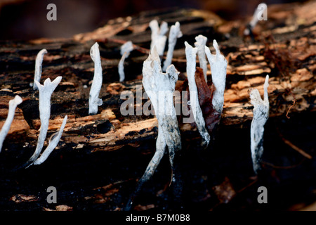 Der Hirsch Horn oder Candlesnuff Pilz Xylaria Hypoxylon auf verrottendem Holz wächst Stockfoto