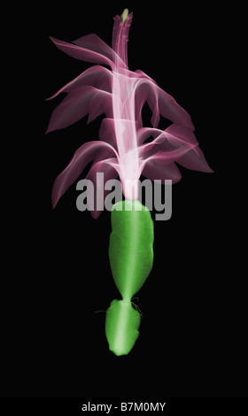 Ein X-Ray der Weihnachtskaktus Blüte Stockfoto