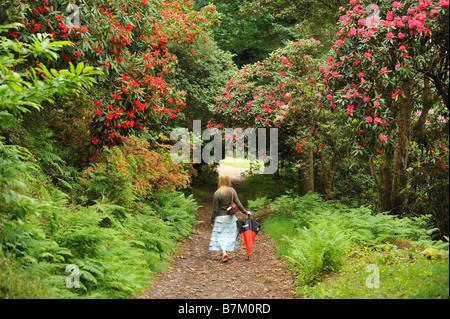 Ein Mädchen geht durch die Rhododendren in den Gärten des Muncaster Castle Stockfoto