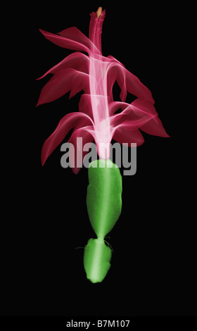 Ein X-Ray der Weihnachtskaktus Blüte Stockfoto