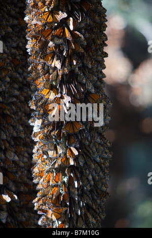 Monarchfalter Masse auf einem Baumstamm im Cerro Chincua Berg bei der Monarchfalter Biosphärenreservat Stockfoto