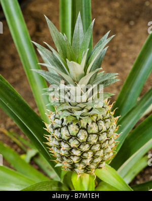 Unreife Früchte Ananas (Ananas comosus) Stockfoto