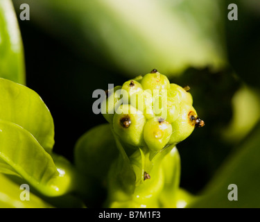 Noni-Frucht (Mornida Citrifolia) Stockfoto