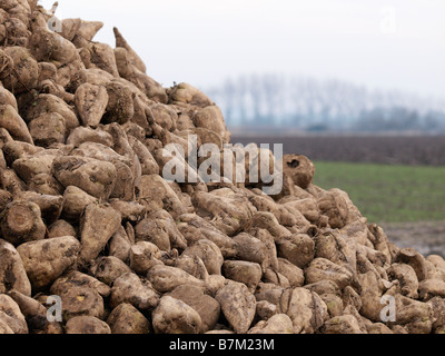 Zuckerrüben IM FELD WARTEN AUF SAMMLUNG NORFOLK EAST ANGLIA ENGLAND GROSSBRITANNIEN Stockfoto