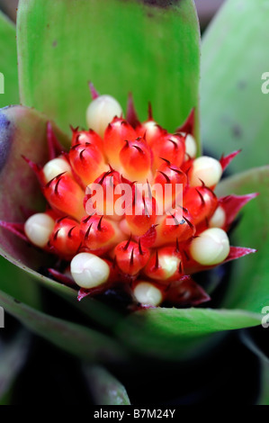 Bromelie sp Arten Variante rote Blume Closeup Nahaufnahme Makro Detail rot Stockfoto