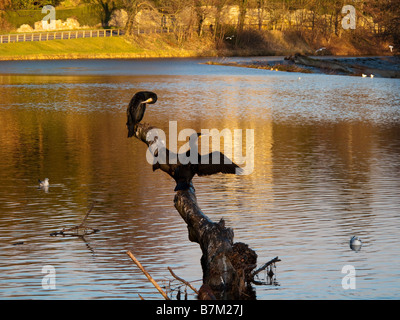 Zwei Vögel thront auf Ast aus Wasser Stockfoto