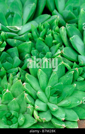 Haworthia Cymbiformis ein saftiger Kaktus mit schmalen und runden grünen Blättern Detail Nahaufnahme Makro aloaceae Stockfoto