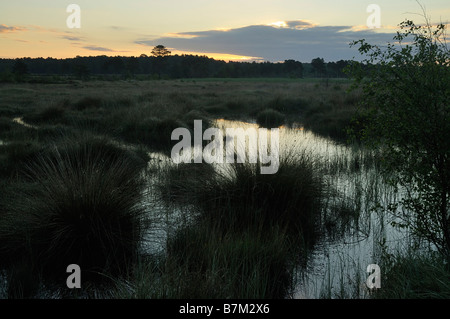Sonnenaufgang über dem Thursley gemeinsamen NNR Surrey Stockfoto