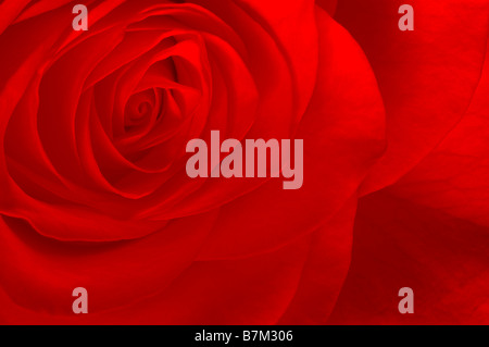 Detail der zarte rote Rose Nahaufnahme Stockfoto