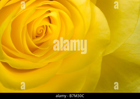 Detail der zarte gelbe rose Nahaufnahme Stockfoto