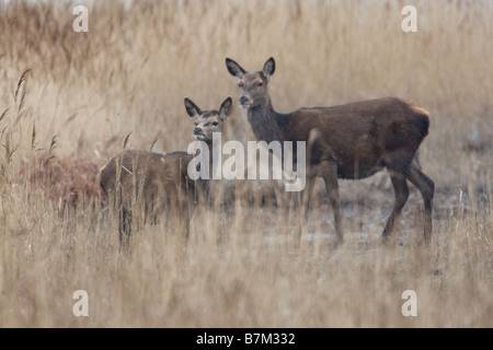 Rothirsch Cervus elaphus Stockfoto