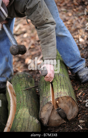 Die Spaltung von Edelkastanienstämmen wird verwendet, um eine Sussex Spalte Zaun in der traditionellen Weise zu machen. Bild von Jim Holden. Stockfoto