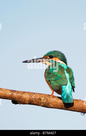 Alcedo atthis. Gemeinsame Europäische Kingfisher thront auf einem Stick über einen Brunnen in der indischen Landschaft. Andhra Pradesh, Indien Stockfoto