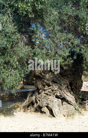 3000 Jahre alte Olivenbaum Stockfoto