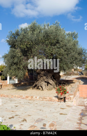 3000 Jahre alte Olivenbaum Stockfoto