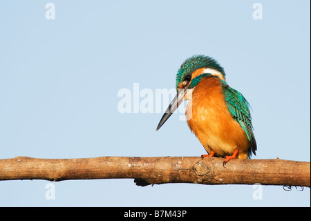 Alcedo atthis. Gemeinsame Europäische Kingfisher thront auf einem Stick über einen Brunnen in der indischen Landschaft. Andhra Pradesh, Indien Stockfoto