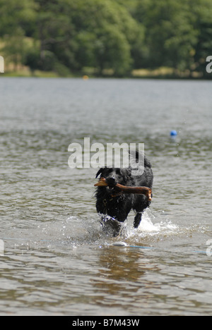 schwarzen Collie Kreuz Hund mit einem Stock im Maul im Wasser laufen Stockfoto