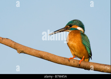 Alcedo atthis. Gemeinsame Europäische Kingfisher thront auf einem Stick über einen Brunnen in der indischen Landschaft. Andhra Pradesh, Indien Stockfoto