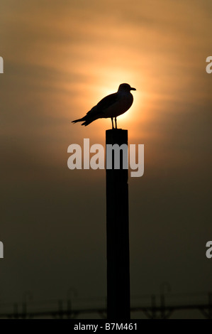 Eine Möwe sitzt auf einem Pfosten Silhouette von der untergehenden Sonne Stockfoto