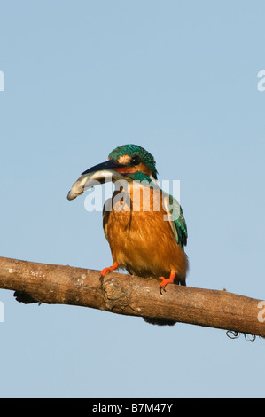 Gemeinsame Europäische Kingfisher thront auf einem Stick mit einem Fisch im Schnabel, über einen Brunnen in der indischen Landschaft. Andhra Pradesh, Indien Stockfoto