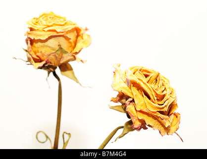 Getrocknete gelbe Rose Nahaufnahme Stockfoto