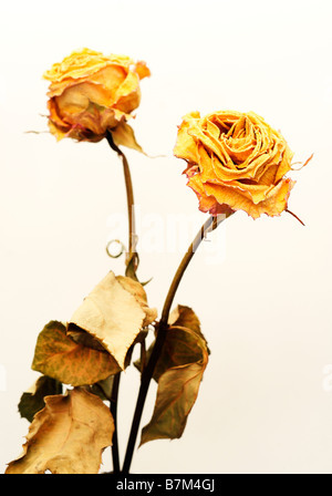 Getrocknete gelbe Rose Nahaufnahme Stockfoto