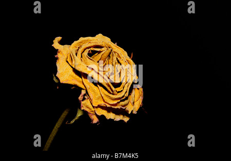 Getrocknete gelbe Rose Nahaufnahme Stockfoto