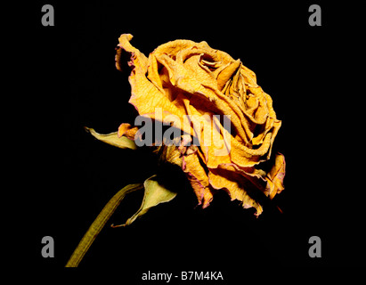 Getrocknete gelbe Rose Nahaufnahme Stockfoto