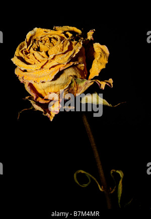 Getrocknete gelbe Rose Nahaufnahme Stockfoto