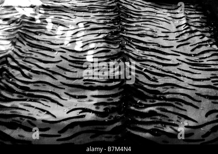 Zerbrochene Glas auf einem Sofa Cover in einem Haus nach eine Rakete aus Gazastreifen traf in der südlichen Stadt Ashkelon, Israel abgefeuert Stockfoto