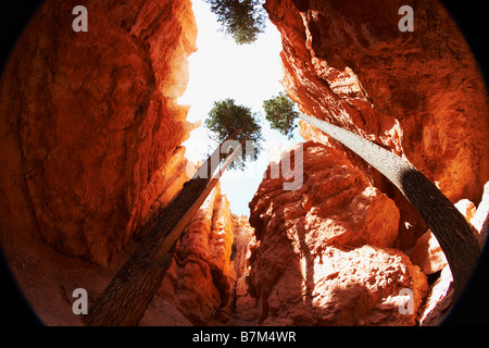 Aussicht von der Wall Street trail Bryce Canyon Stockfoto