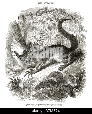 1838 Gravur ein Aye-aye (Daubentonia Madagascariensis; jetzt eingestuft früher Cheiromys Madagascariensis), Madagaskar Stockfoto