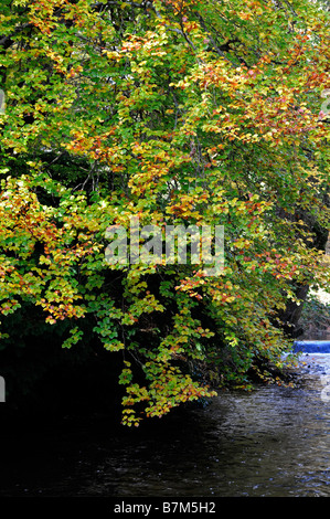 gelbe farbige Farbe goldbraun Farbe farbige Buche Baum Blätter Herbst hängen hängen über einen Fluss Bach Stockfoto