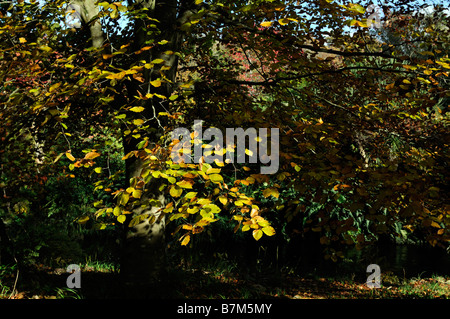 goldbraun gefärbt Buche Baumblätter, Herbst Kontrast dunkel Licht Schatten sonnigen Schatten zu beleuchten Stockfoto