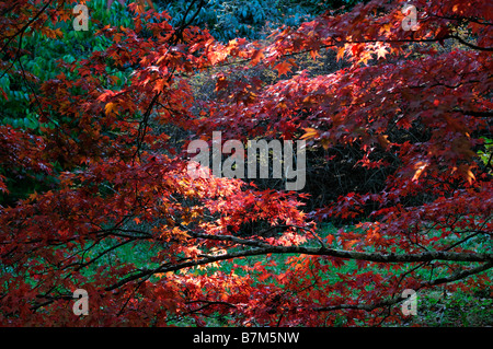 roten pulsierenden farbigen Acer Palmatum Herbstblätter herbstlichen Farbe Farbe fallen gefleckten Licht Schatten beleuchtet sonnenbeschienenen Stockfoto