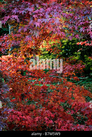 roten pulsierenden farbigen Acer Palmatum Herbstblätter herbstlichen Farbe Farbe fallen gefleckten Licht Schatten beleuchtet sonnenbeschienenen Stockfoto