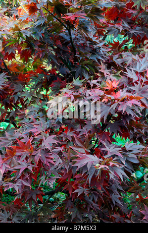 Orange farbigen Acer Palmatum Herbstblätter fallen herbstlichen Farbe Farbe Stockfoto