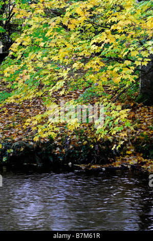 gelbe farbige Acer Herbstlaub Ahorn Baum herbstlichen Farbe Farbe fallen kleine Zweig hängen hängen über Wasser-Fluss-Strom Stockfoto