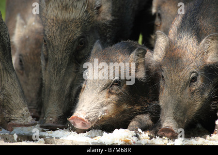 Eine Packung von Wildschwein, Sus Scrofa, Essen für sie löschte durch Mitarbeiter des Hotels am Vikri Beach Resort, Pulau Pangkor, Malaysia Stockfoto