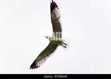 Möwe im Flug Venice Beach Los Angeles County California Vereinigten Staaten von Amerika Stockfoto