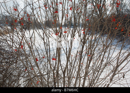 Rote gefrorene Winterbeere auf den Zweigen des Baumes füllender Hintergrund niemand horizontal in den USA Hi-res Stockfoto