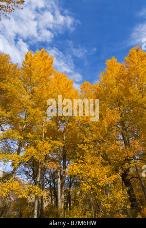 Pappeln im Yakima River Canyon In den USA Herbst Central Washington State Stockfoto