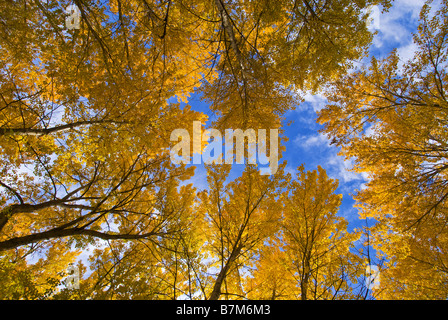 Pappeln im Yakima River Canyon In den USA Herbst Central Washington State Stockfoto