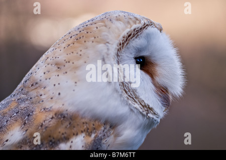 Das Profil einer Scheuneneule, Tyto alba. Stockfoto